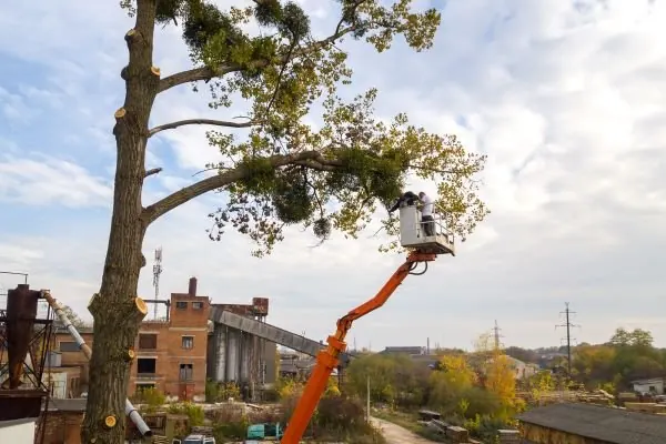 Tree crew equipment and work in progress