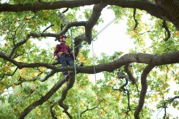 Tree Pruning on the Central Coast