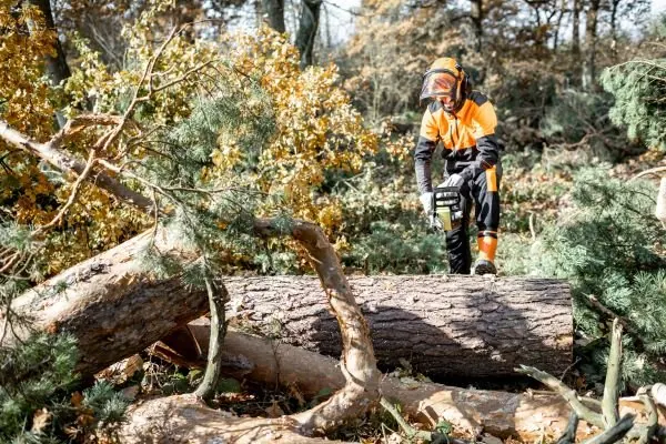 Tree crew equipment and work in progress