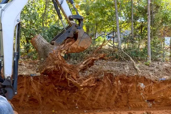 Tree crew equipment and work in progress