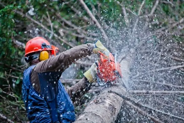 Storm Damage Tree Work on the Central Coast