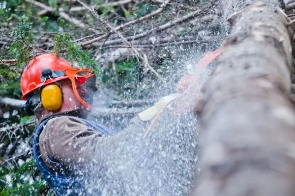 Chainsaw cutting through a tree trunk with sawdust flying