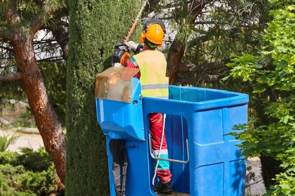 Tree crew equipment and work in progress