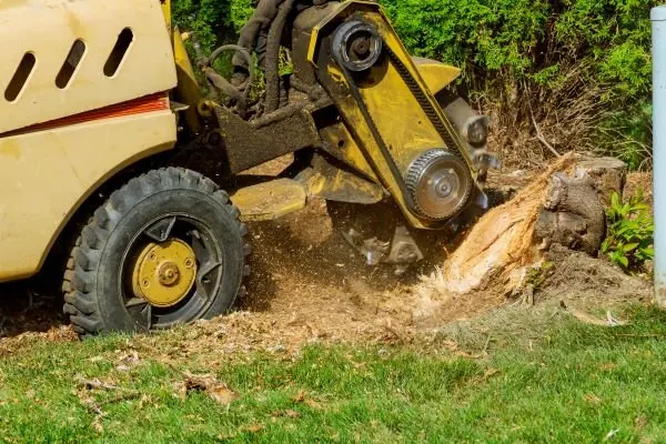 Stump Grinding on the Central Coast