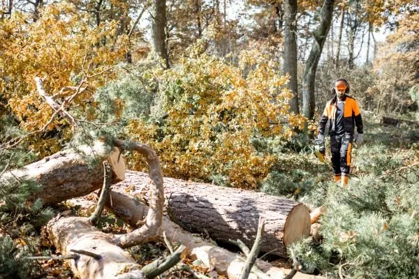 Tree Removal on the Central Coast